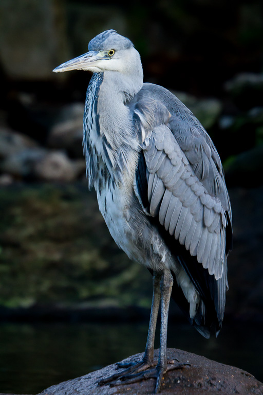 Heron (1 of 1).jpg