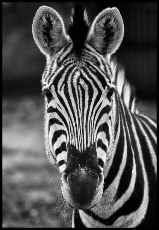 Chapman's Zebra.jpg