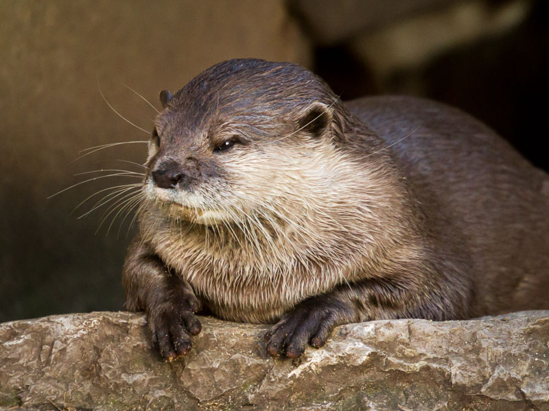 Otter.jpg