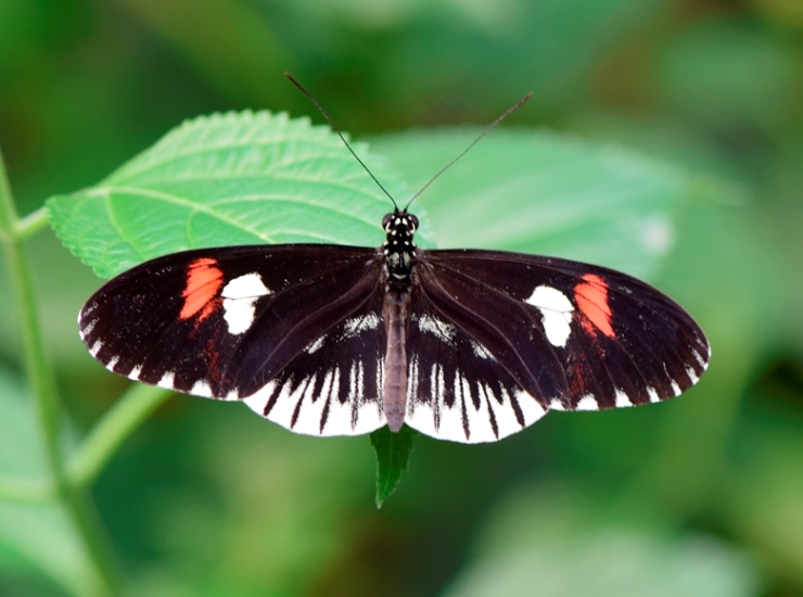 Butterfly House - London Zoo by JayK.jpg