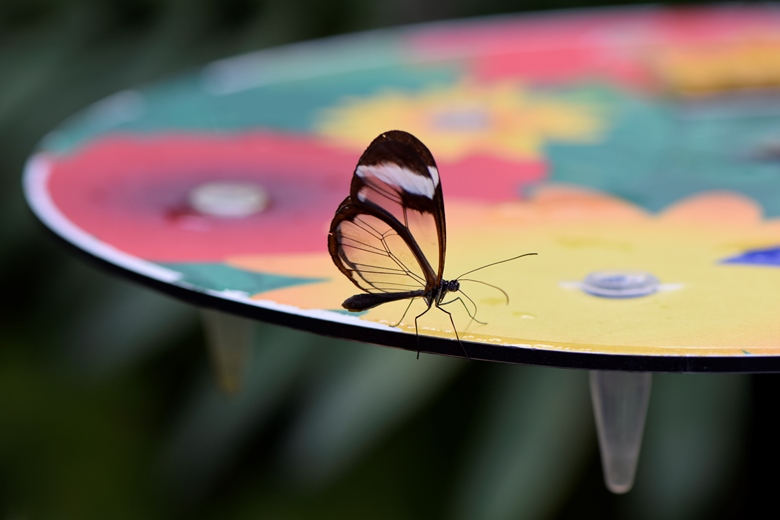 Butterfly House, London Zoo by JayK.jpg