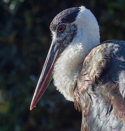 20141104 0015 Woolly-necked Stork.JPG