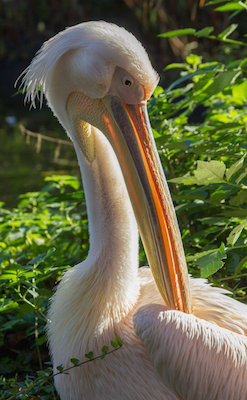 20141104 0047 Eastern White Pelican.JPG