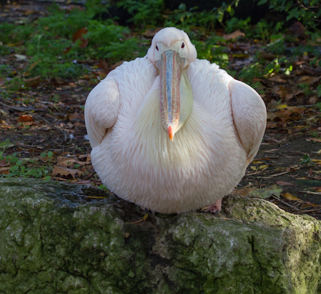 20141104 0040 Eastern White Pelican.JPG