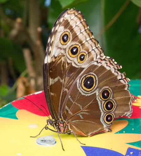 20141104 0065 Morpho.JPG