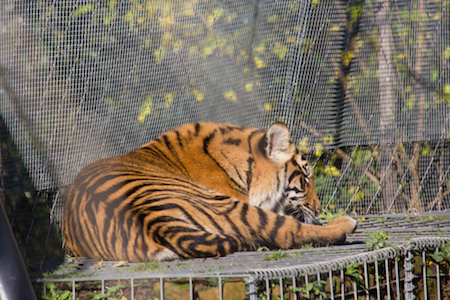 20141104 0038 Sumatran Tiger.JPG