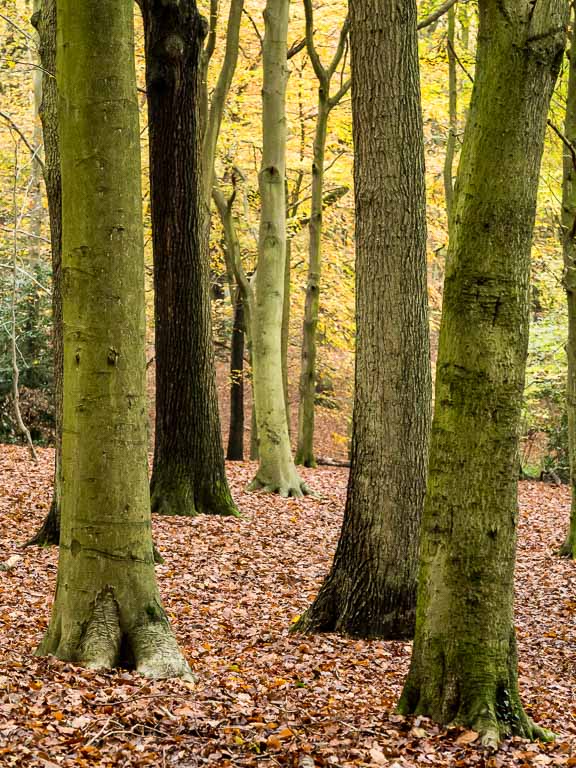 Trees Post Lightroom.jpg