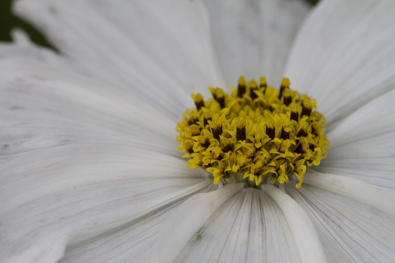 High Key Flower As Shot.jpg