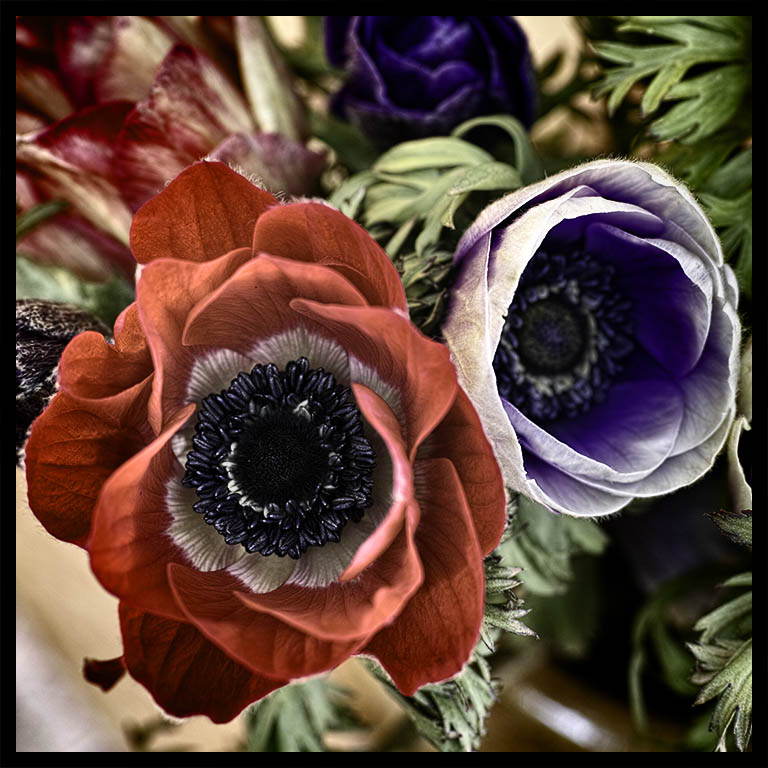 Anemones.jpg