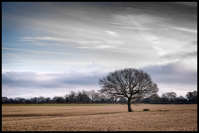 Lone Tree.jpg