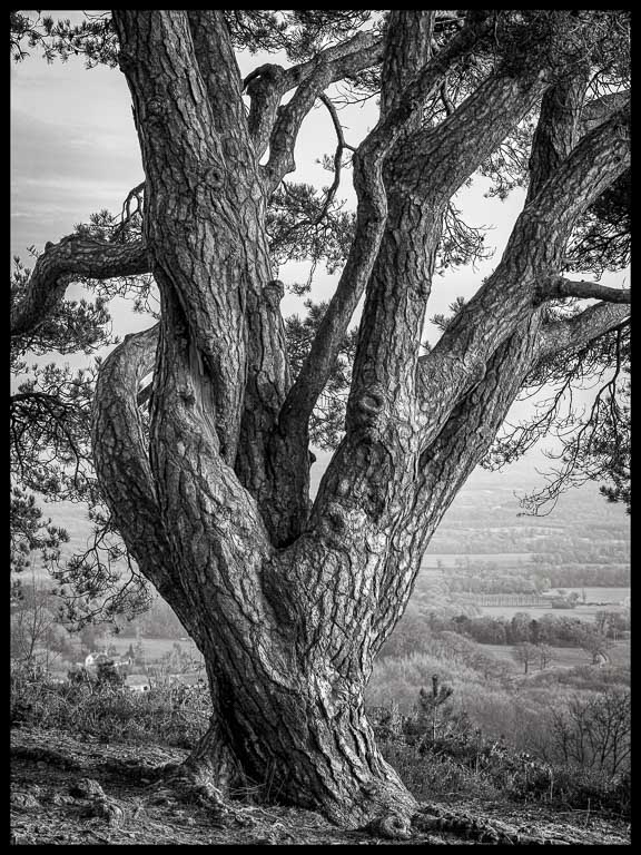 Twisted Tree.jpg