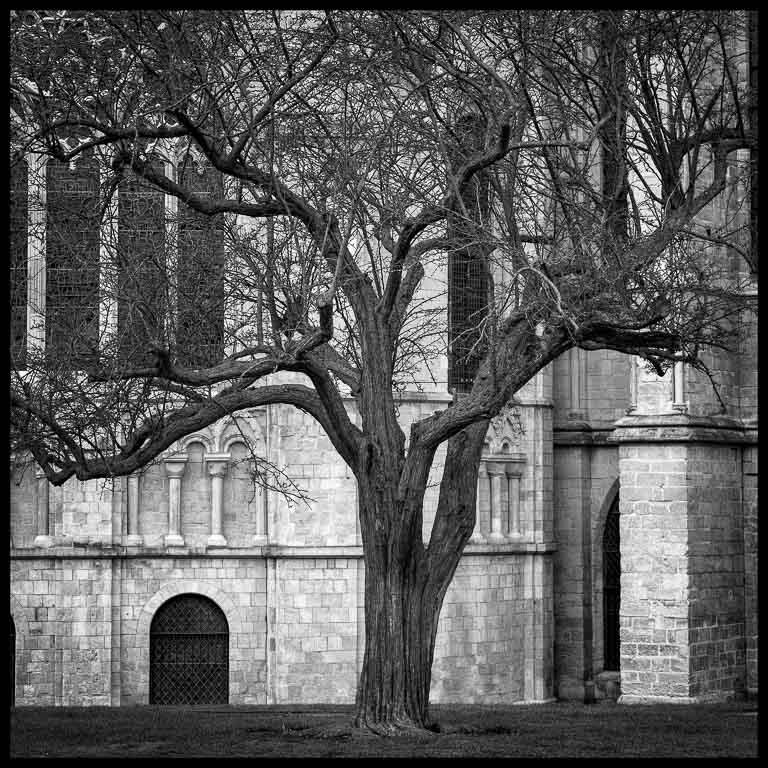 Cathedral and Tree.jpg