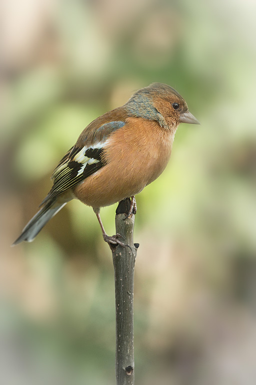 Chaffinch-(web) copy.jpg