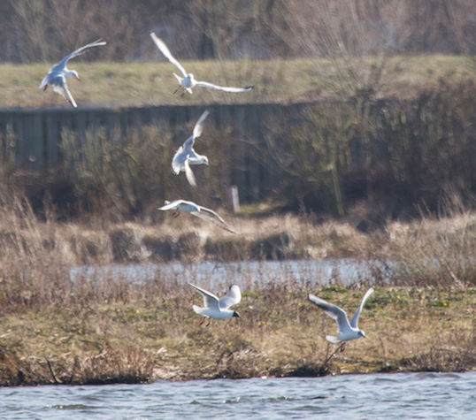 20150307 1DX 0071 Black-headed Gull REDUCED.JPG