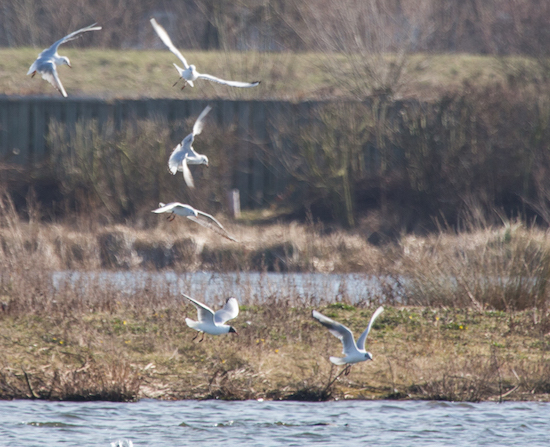 20150307 1DX 0071 Black-headed Gull-2 REDUCED.JPG