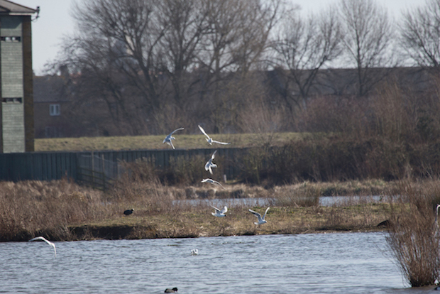 20150307 1DX 0071 Black-headed Gull-3 REDUCED.JPG