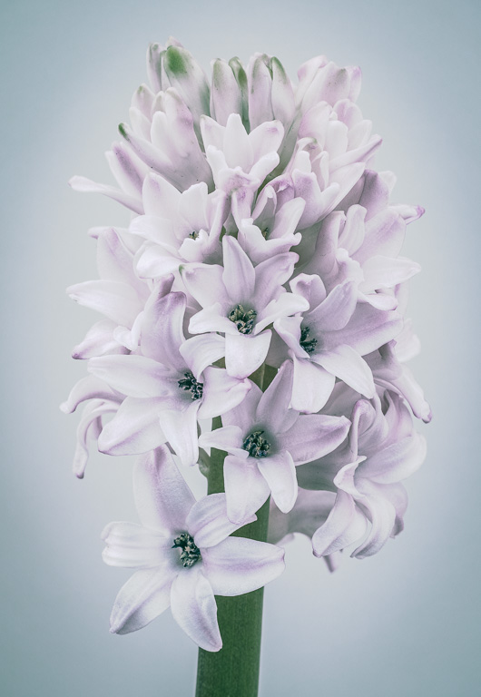 High Key Hyacinth-2.jpg