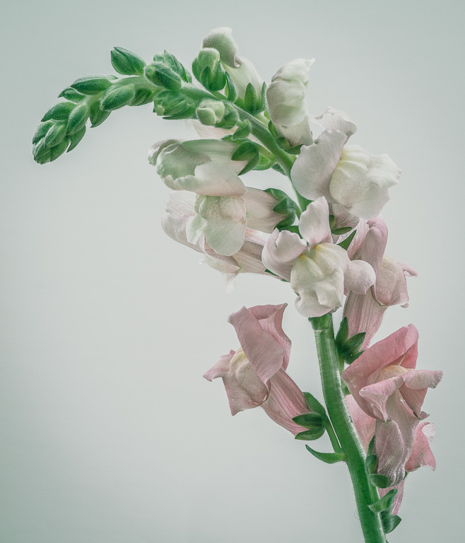 Antirrhinum.jpg