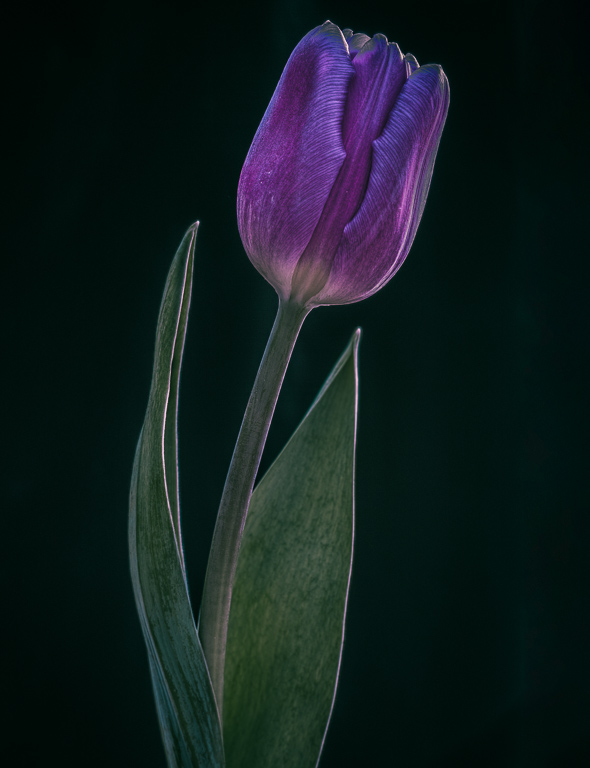 Tulip.jpg