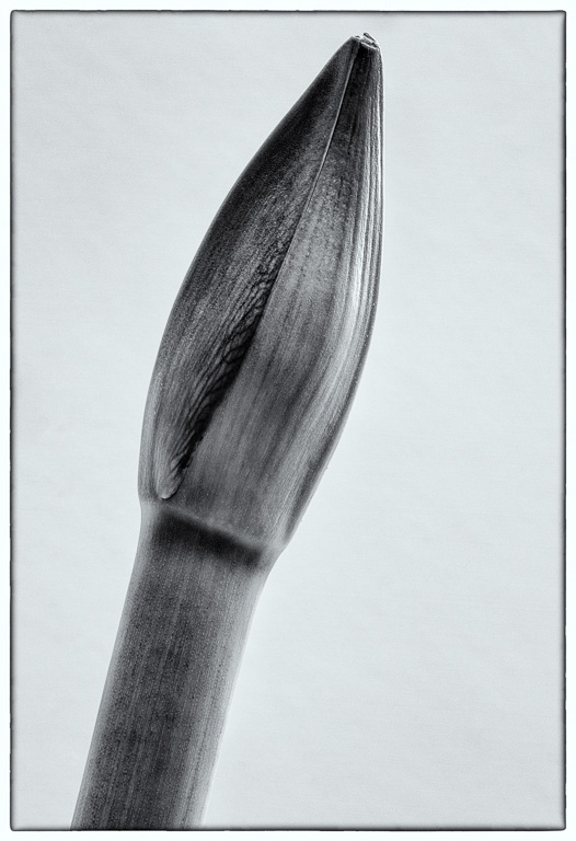 Amaryllis Bud.jpg