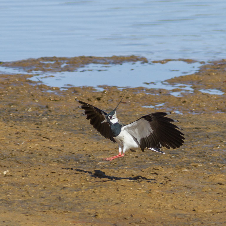 Lapwing.jpg