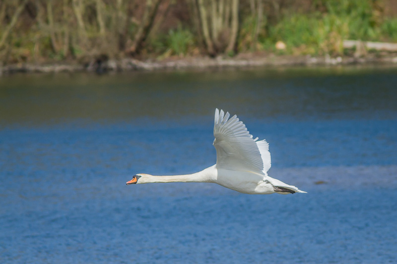 Flying Swan.jpg