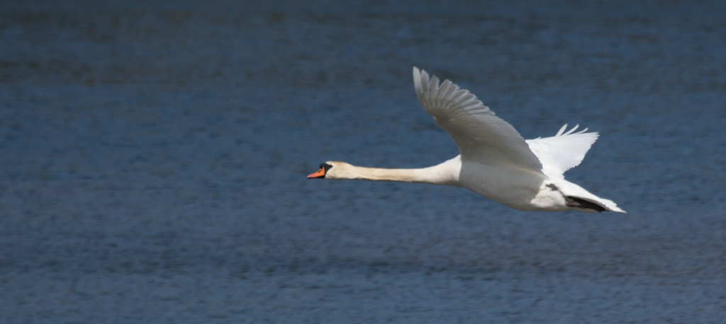 20150412 1DX 0042B Mute Swan.JPG