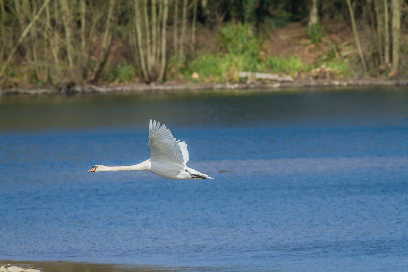 Flying Swan Original.jpg