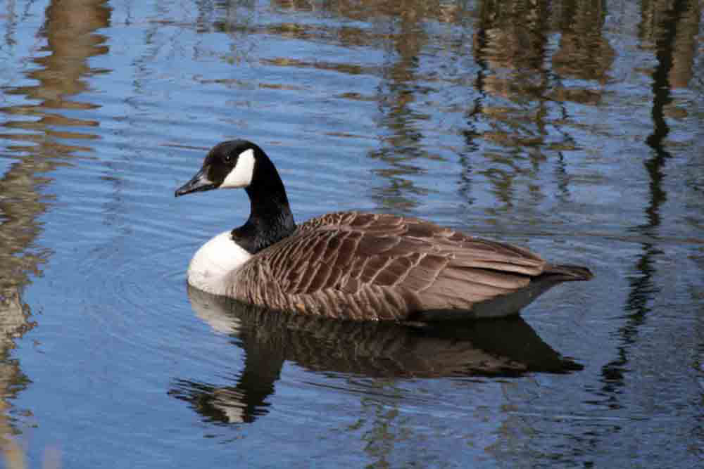 7-Canada Goose 0394.jpg