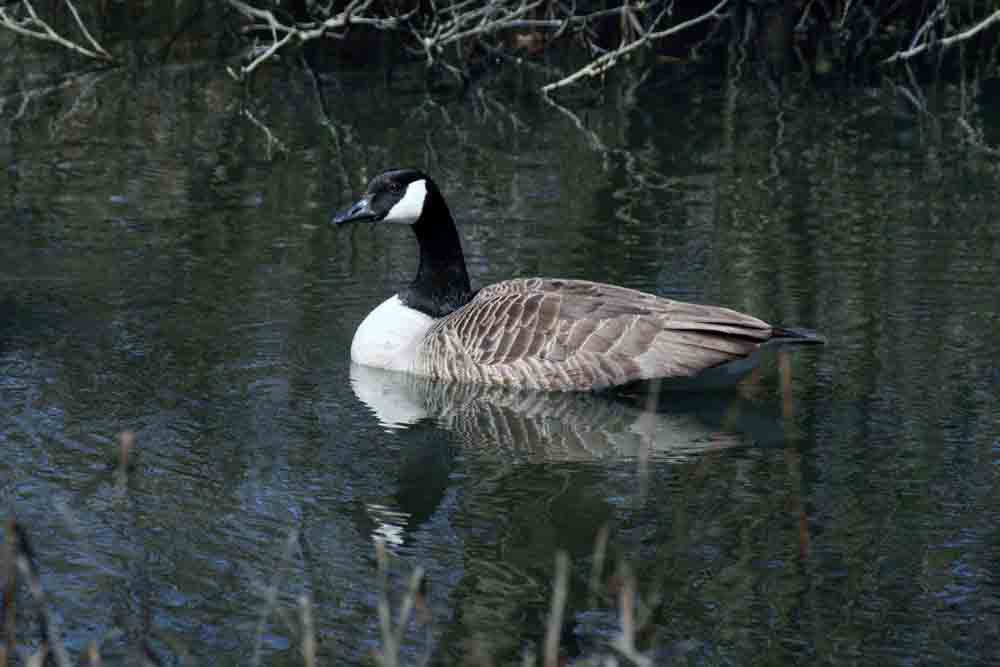 7-Canada Goose 0398.jpg