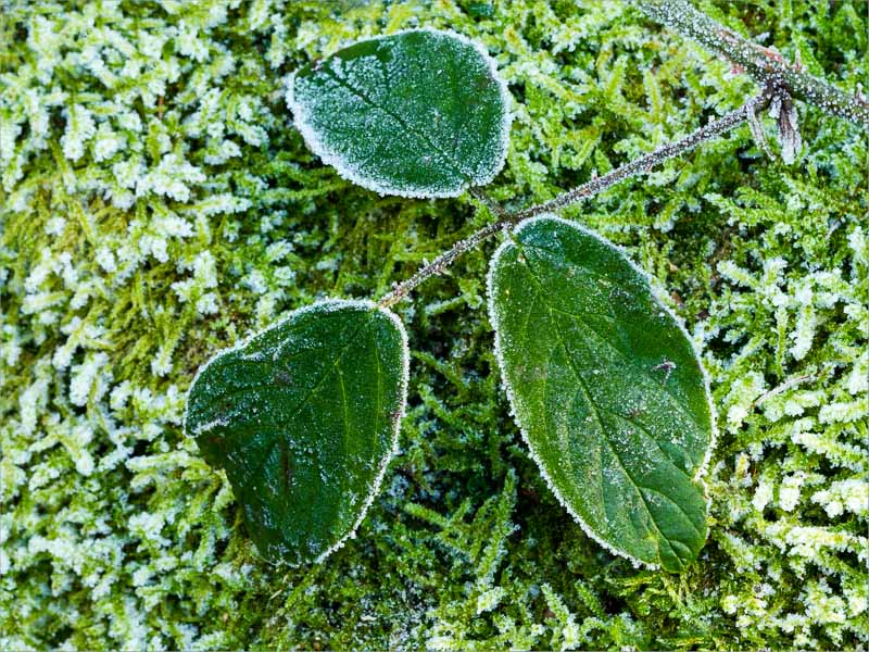 Frosted Leaves.jpg