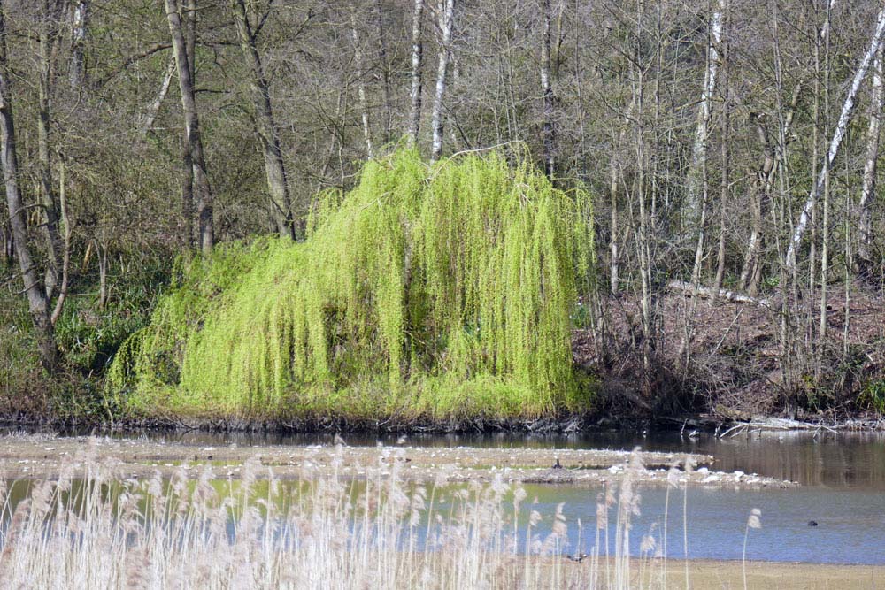 2-Weeping Willow Temple 219.jpg