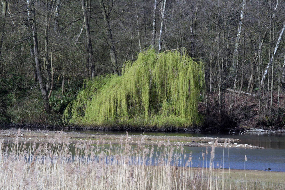 3-Weeping Willow Temple 0306.jpg