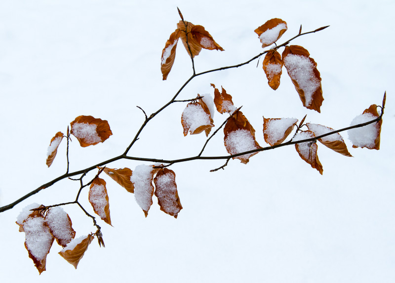 Snow and Leaves.jpg