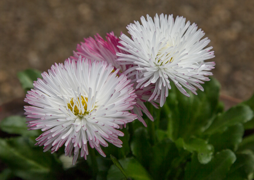 20150509 1DX 0159 Chrysanthemum @ Sheffield Park.JPG