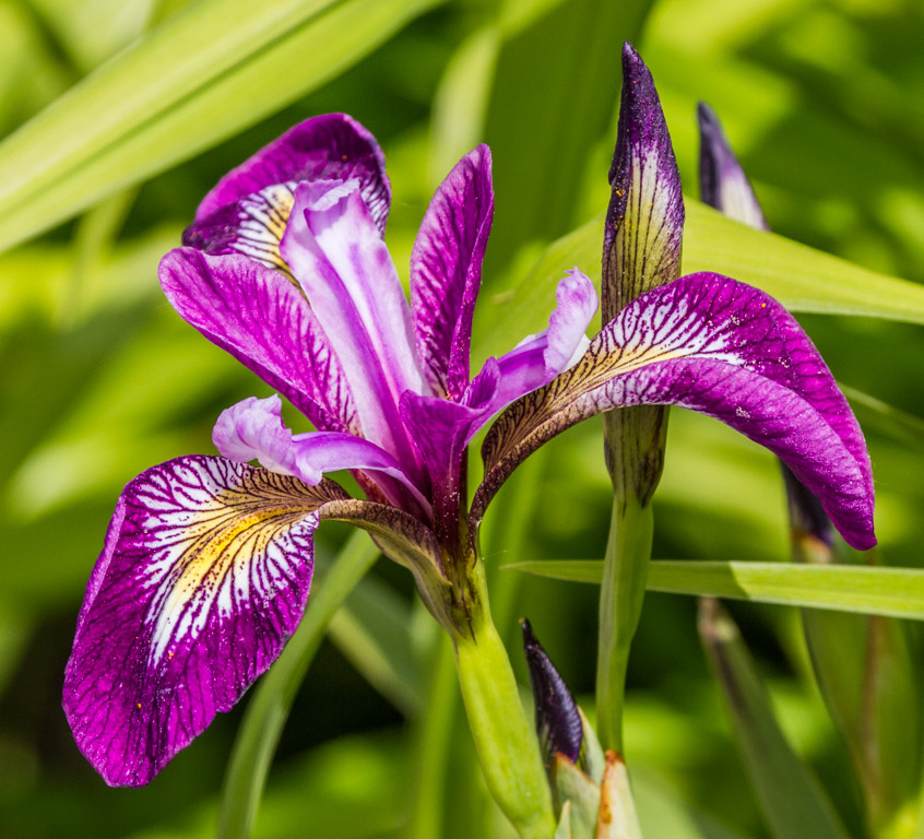 20150526 0133 Iris REDUCED.JPG