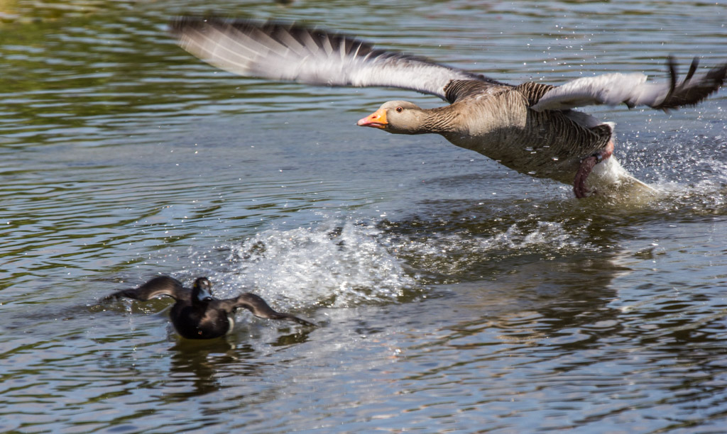 20150526 0090 Greylag Goose REDUCED.JPG