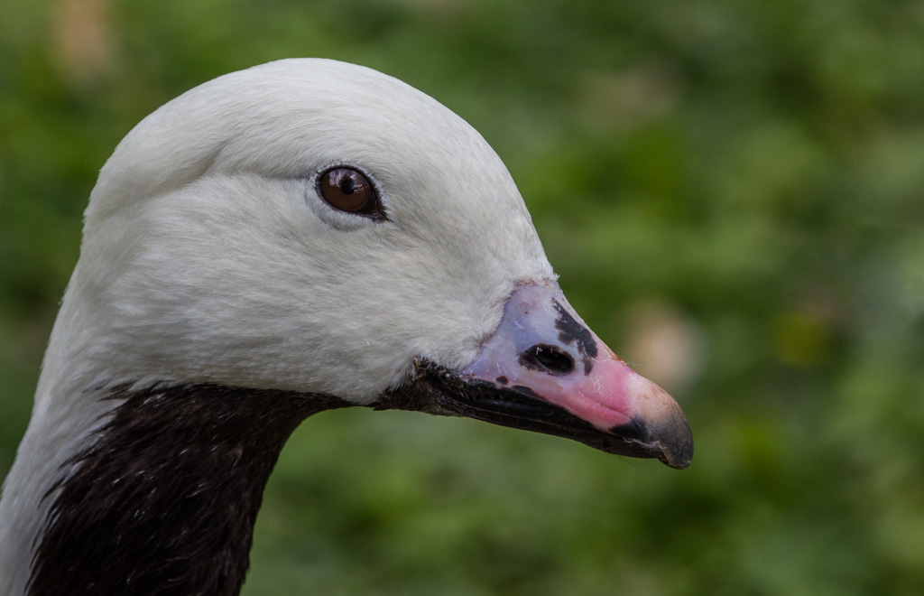 20150530 0245 Emperor Goose REDUCED.JPG