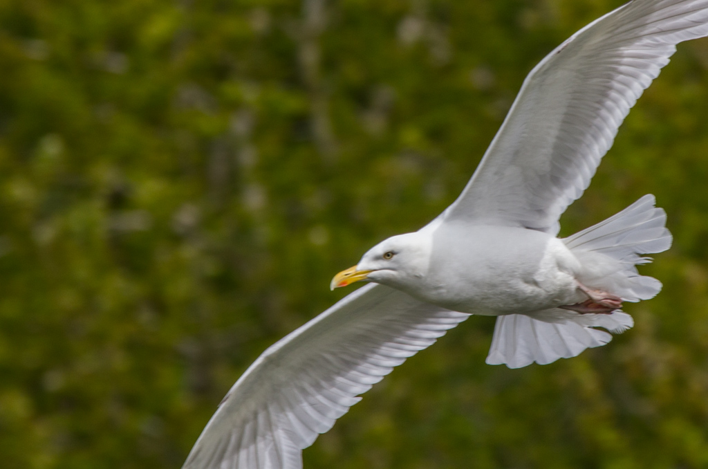 20150530 0030 Herring Gull REDUCED.JPG