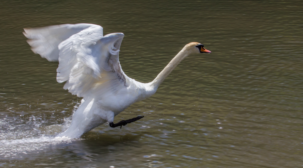 20150530 0267 Mute Swan REDUCED.JPG