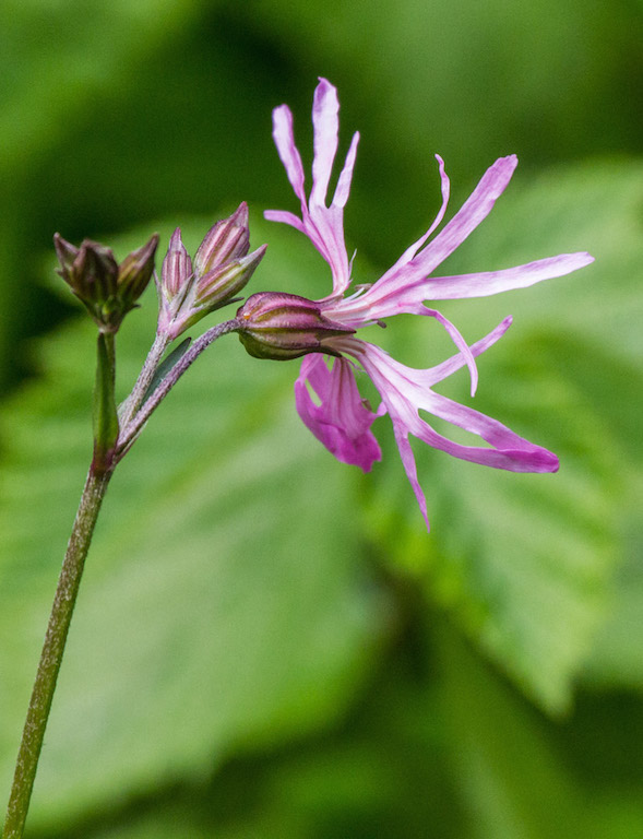 20150530 0163 Ragged-robin REDUCED.JPG