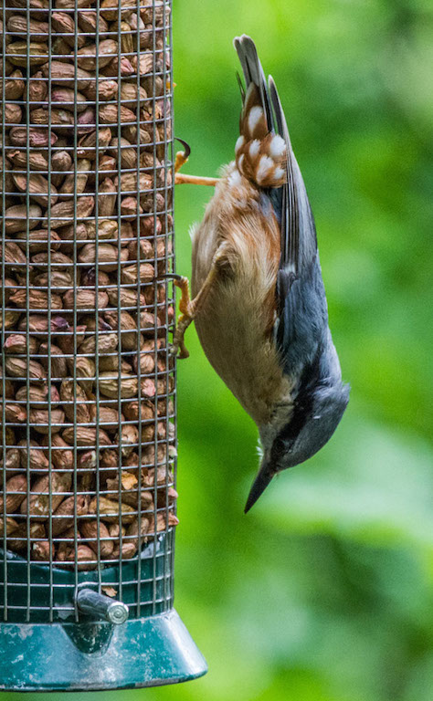 20150530 0143 Nuthatch REDUCED.JPG