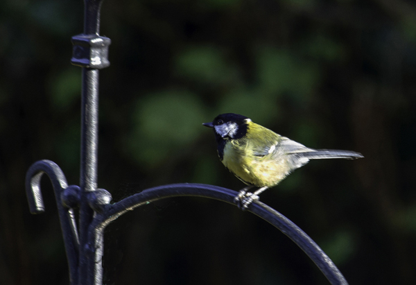 Blue tit 1-Edit.jpg