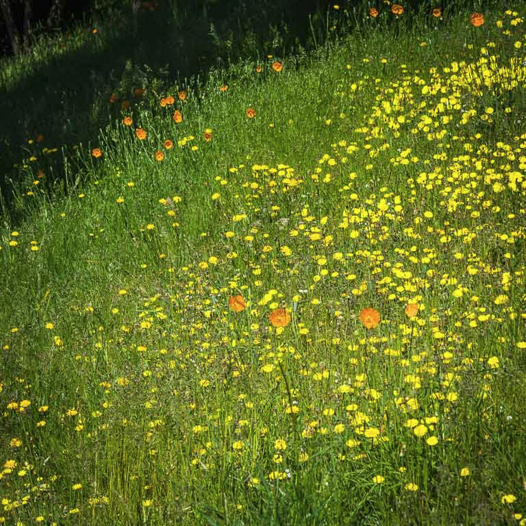 Roadside Flowers.jpg