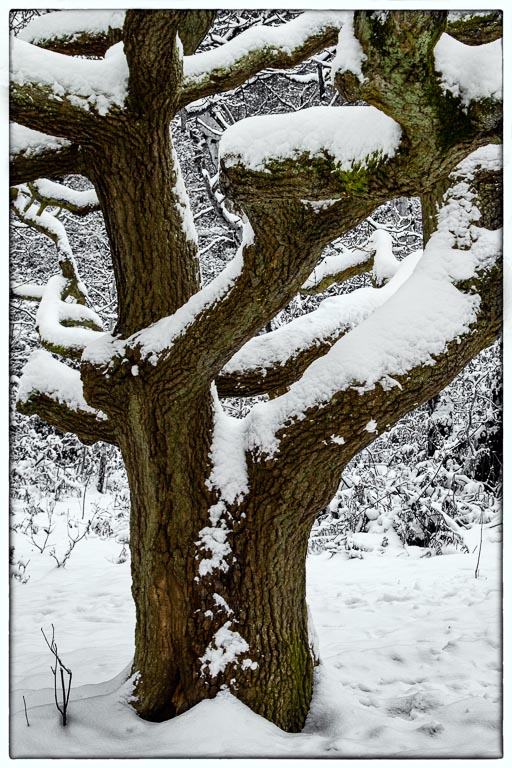 Oak Tree and Snow.jpg