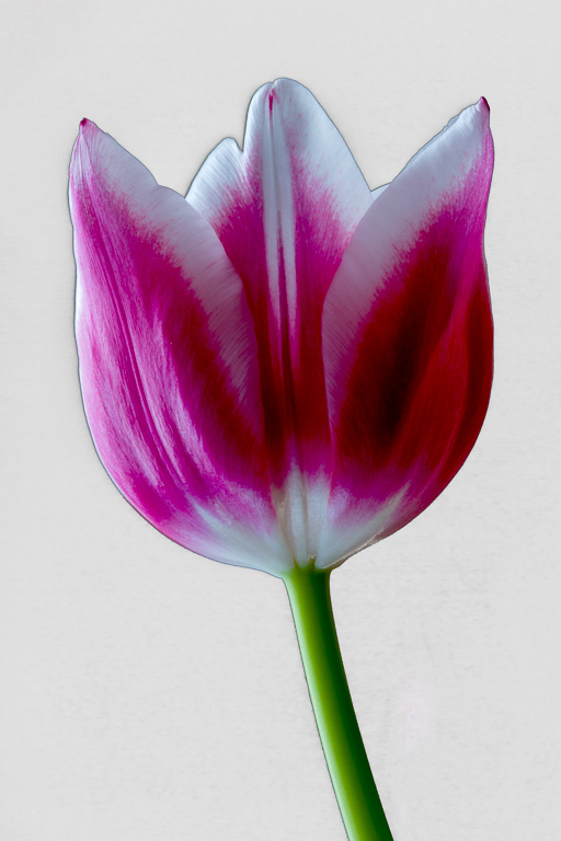 Tulip-12.jpg