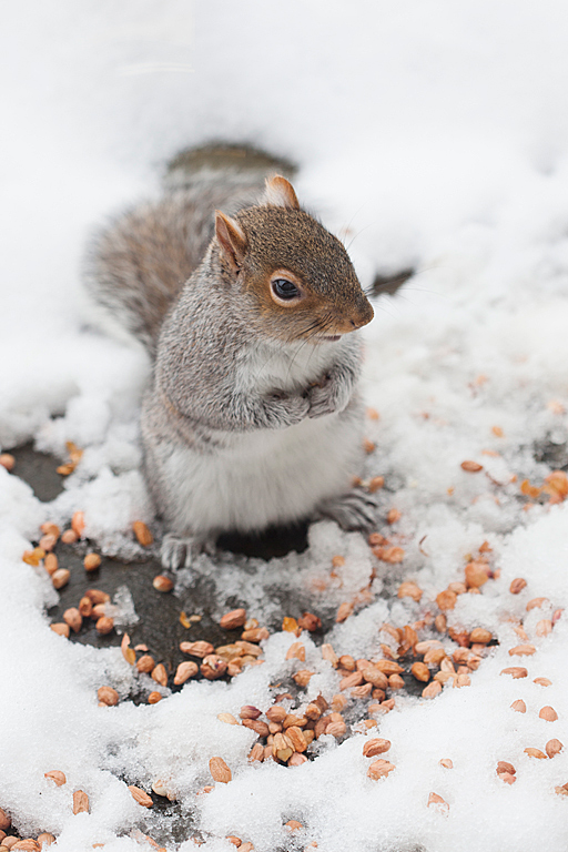 Squirrel-(web).jpg