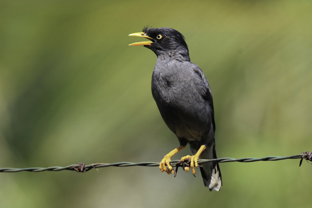 mynah.jpg