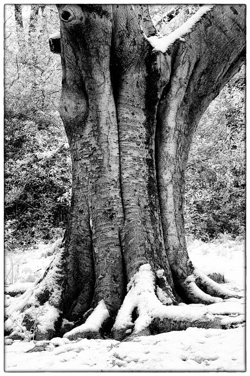 Beech Tree.jpg