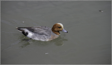 European Wigeon Edit.jpg